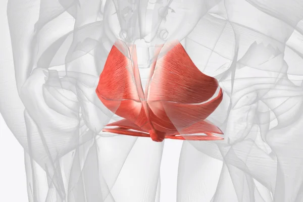 Fisioterapia para suelo pelvico en granada (1)